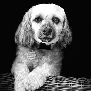 Meet your Posher, Rene